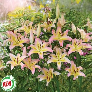 Hocus Pocus Lily Thumbnail